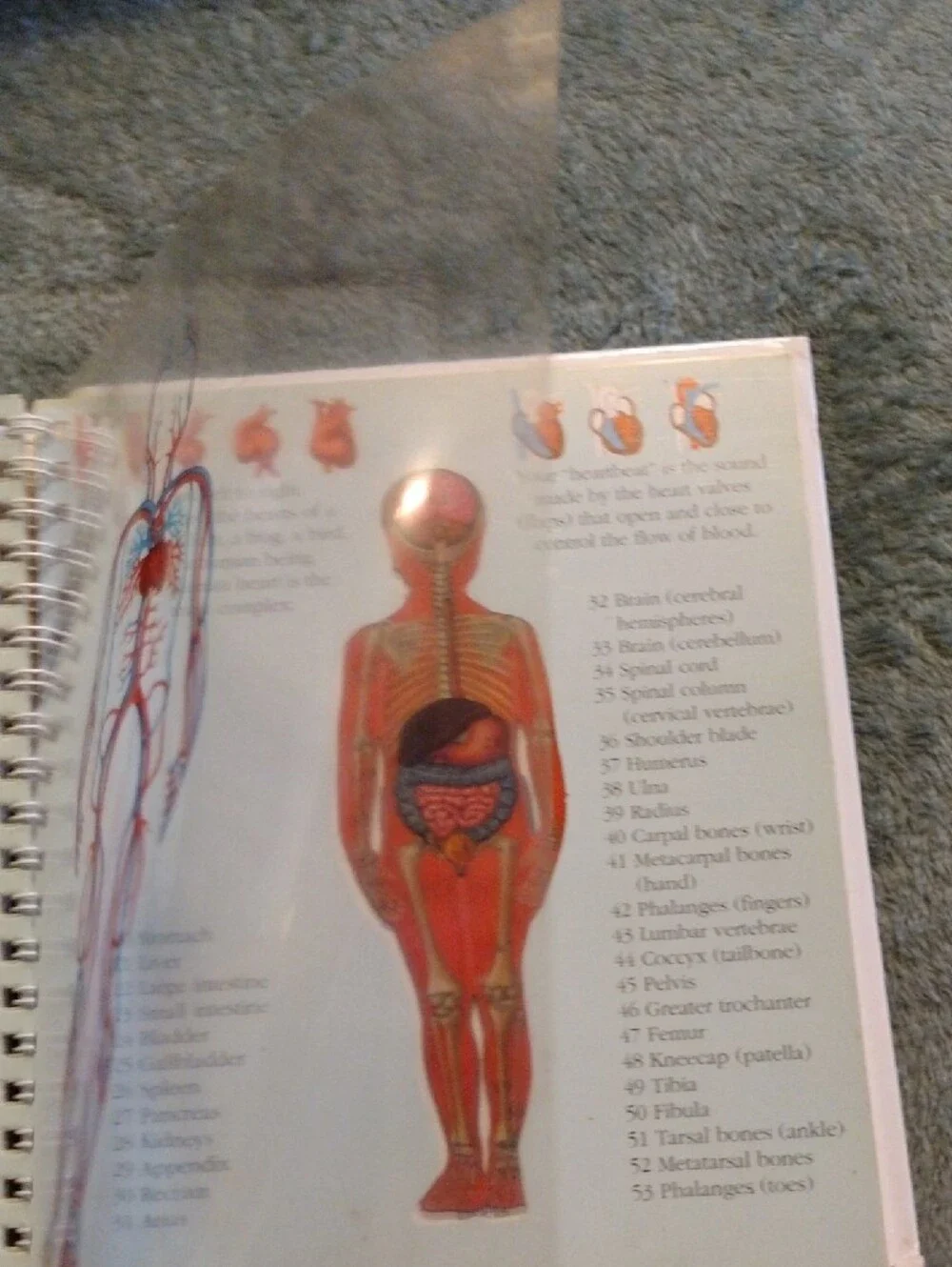 3/$15 - The Human Body